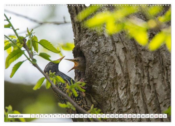 Produktbild: Sch&ouml;nheiten im Federkleid - Heimische Wildv&ouml;gel im Portrait (Wandkalender 2026 DIN A2 quer), CALVENDO Monatskalender