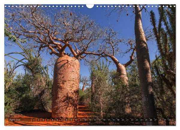 Produktbild: Zauberwald Ifaty &middot; Traumhafte Baobabs in Madagaskar (Wandkalender 2026 DIN A3 quer), CALVENDO Monatskalender