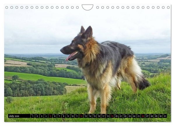 Produktbild: The German Shepherd Longcoat (Wall Calendar 2026 DIN A4 landscape), CALVENDO 12 Month Wall Calendar