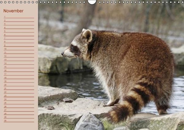 Produktbild: Waschb&auml;ren / Geburtstagskalender (Wandkalender immerw&auml;hrend DIN A3 quer)