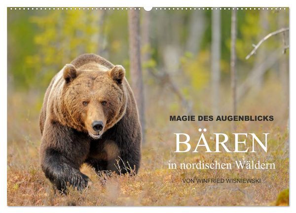 Produktbild: Magie des Augenblicks - B&auml;ren in nordischen W&auml;ldern (Wandkalender 2026 DIN A2 quer), CALVENDO Monatskalender