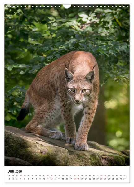 Produktbild: Der eurasische Luchs (Wandkalender 2026 DIN A3 hoch), CALVENDO Monatskalender