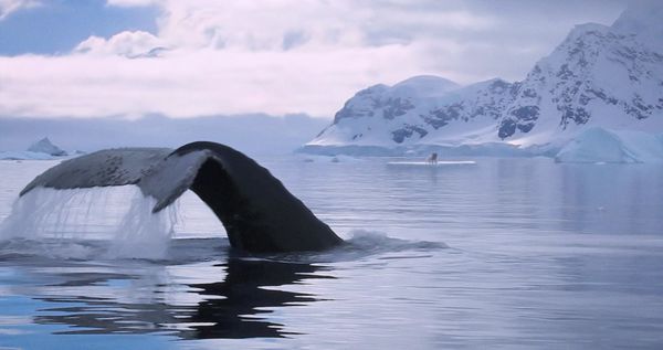 Produktbild: Die Abenteuer von Kina & Yuk - Zwei Polarf&uuml;chse entdecken die Welt