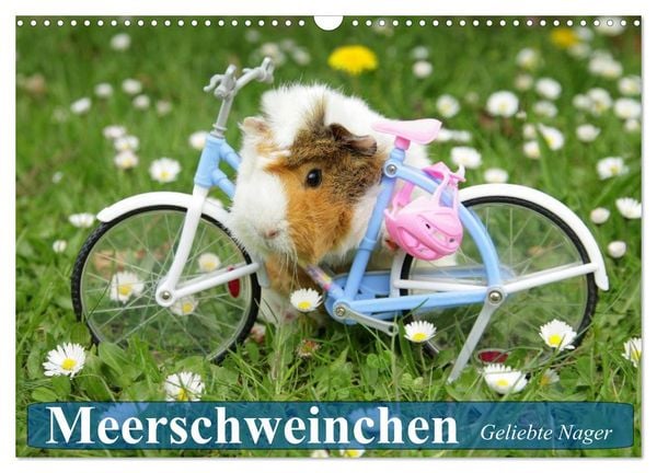 Produktbild: Meerschweinchen. Geliebte Nager (Wandkalender 2026 DIN A3 quer), CALVENDO Monatskalender