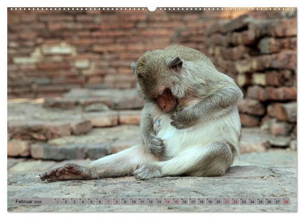 Produktbild: AFFEN AUS ASIEN Indonesien, Thailand, Indien (Wandkalender 2026 DIN A2 quer), CALVENDO Monatskalender