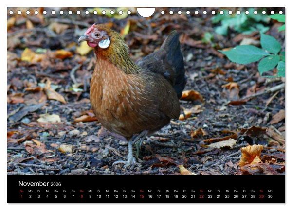Produktbild: Die Welt der H&uuml;hner (Wandkalender 2026 DIN A4 quer), CALVENDO Monatskalender
