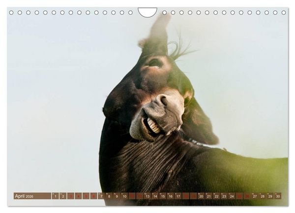 Produktbild: Esel - Sixtus Loreley (Wandkalender 2026 DIN A4 quer), CALVENDO Monatskalender