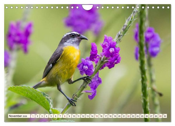 Produktbild: Costa Rica - Farben des Regenwaldes (Wandkalender 2026 DIN A4 quer), CALVENDO Monatskalender