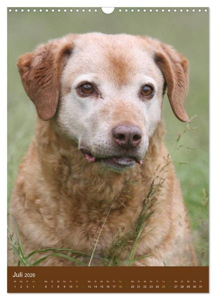 Produktbild: Chesapeake Bay Retriever 2026 (Wandkalender 2026 DIN A3 hoch), CALVENDO Monatskalender