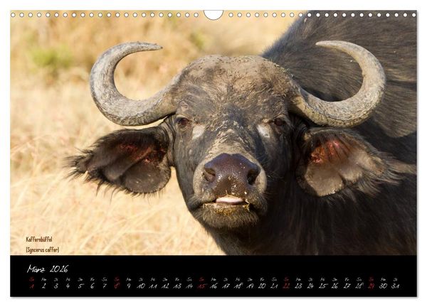 Produktbild: Faszination Afrika - wilde Tiere der Masai Mara - Kenia (Wandkalender 2026 DIN A3 quer), CALVENDO Monatskalender