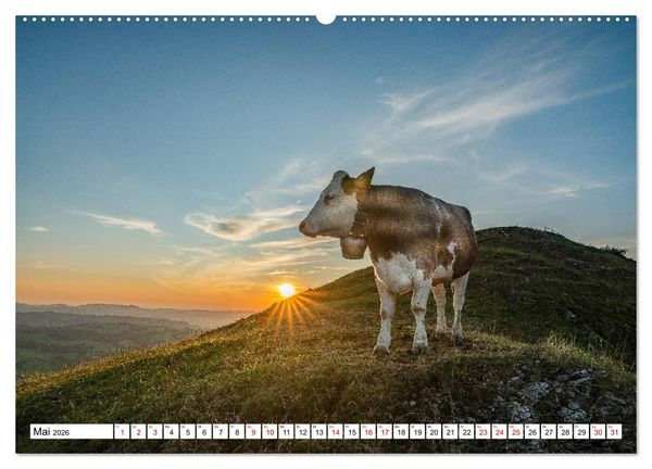 Produktbild: Kuhle Typen (Wandkalender 2026 DIN A2 quer), CALVENDO Monatskalender