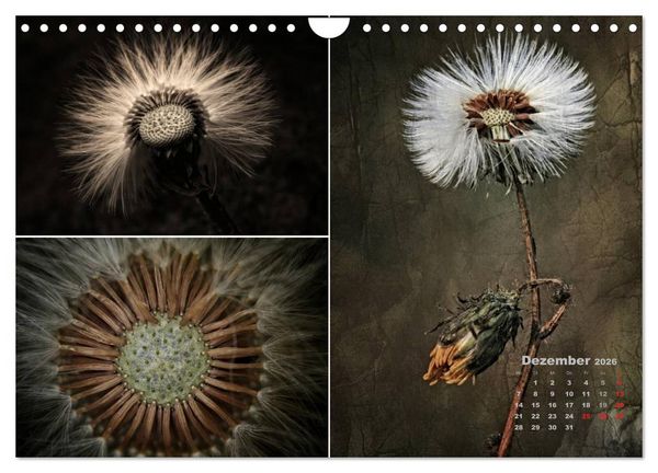 Produktbild: Blumenreise 2026 (Wandkalender 2026 DIN A4 quer), CALVENDO Monatskalender