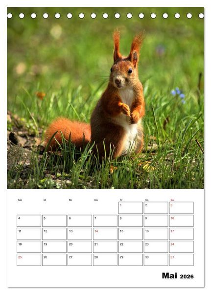 Produktbild: Heimische Wildtiere Terminplaner (Tischkalender 2026 DIN A5 hoch), CALVENDO Monatskalender