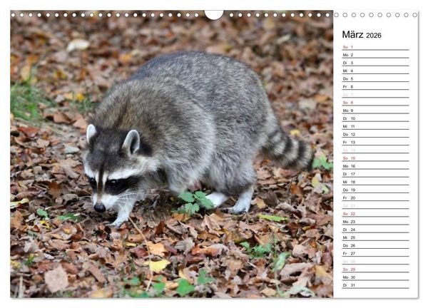 Produktbild: Der kleine R&auml;uber mit Maske - Waschb&auml;ren (Wandkalender 2026 DIN A3 quer), CALVENDO Monatskalender