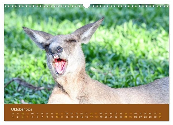 Produktbild: K&auml;ngurus, sprunghafte Gesellen (Wandkalender 2026 DIN A3 quer), CALVENDO Monatskalender