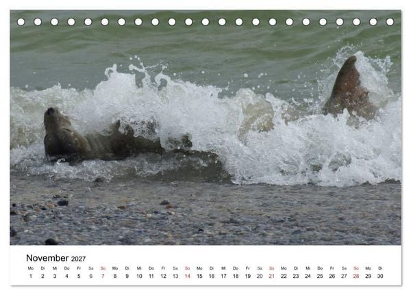 Produktbild: Das Leben der Robben (Tischkalender 2027 DIN A5 quer), CALVENDO Monatskalender