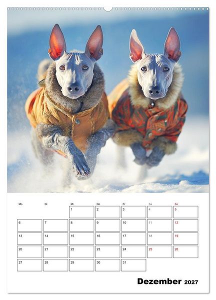 Produktbild: Xolos. Seelenhunde aus Mexiko (Wandkalender 2027 DIN A2 hoch), CALVENDO Monatskalender