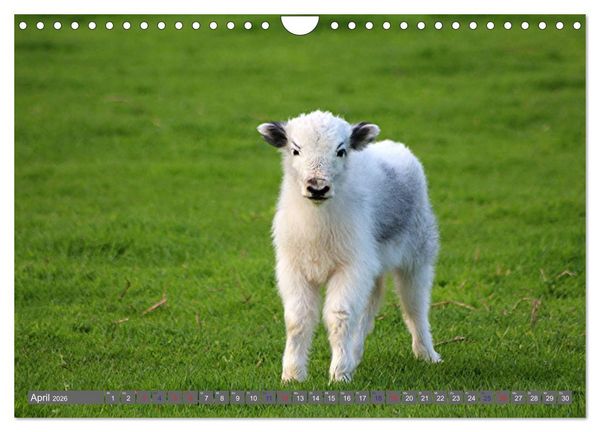 Produktbild: Der Yak (Wandkalender 2026 DIN A4 quer), CALVENDO Monatskalender