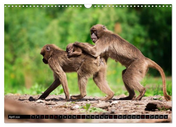 Produktbild: Wild Animals - Wilde Tiere (Wandkalender 2026 DIN A3 quer), CALVENDO Monatskalender