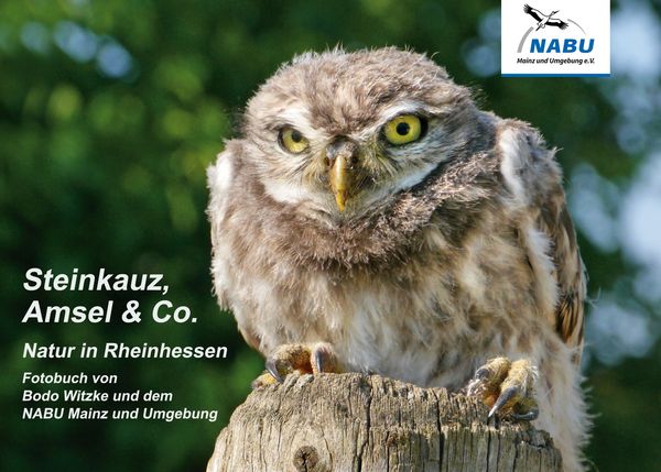 Produktbild: Steinkauz, Amsel & Co.
