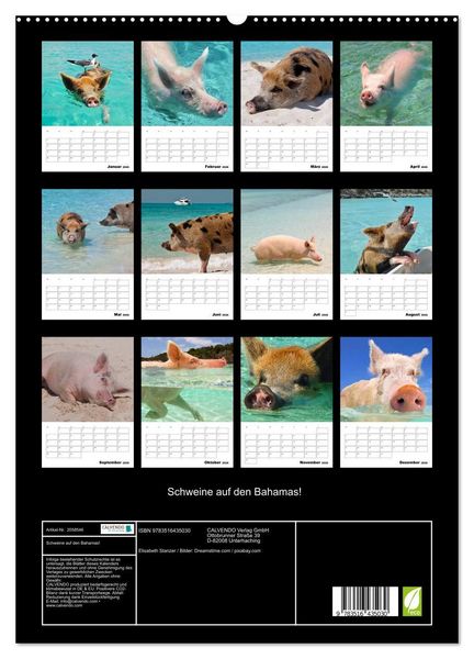 Produktbild: Schweine auf den Bahamas! (hochwertiger Premium Wandkalender 2026 DIN A2 hoch), Kunstdruck in Hochglanz