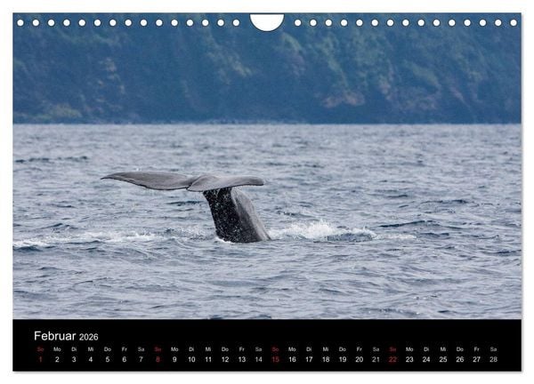 Produktbild: Wale (Wandkalender 2026 DIN A4 quer), CALVENDO Monatskalender
