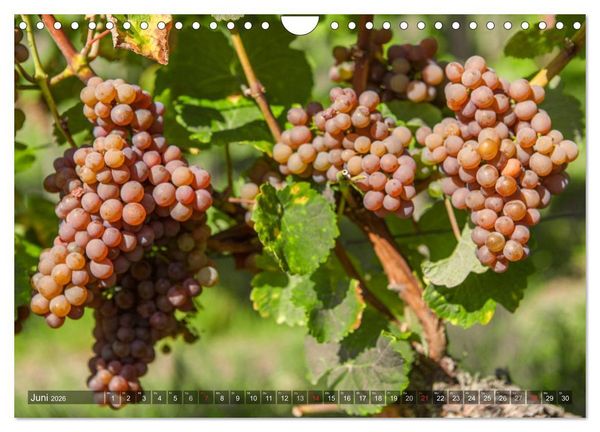 Produktbild: Weinlagen in Franken (Wandkalender 2026 DIN A4 quer), CALVENDO Monatskalender
