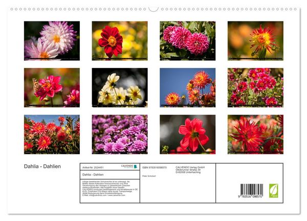 Produktbild: Dahlia - Dahlien (hochwertiger Premium Wandkalender 2026 DIN A2 quer), Kunstdruck in Hochglanz
