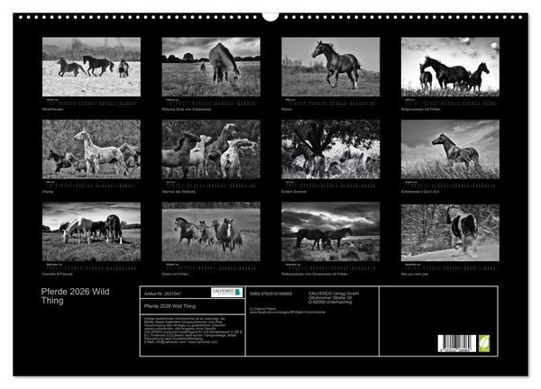 Produktbild: Pferde 2026 Wild Thing (Wandkalender 2026 DIN A2 quer), CALVENDO Monatskalender