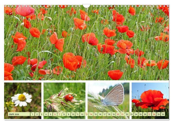 Produktbild: Bl&uuml;tenmeer am Wegesrand (Wandkalender 2026 DIN A3 quer), CALVENDO Monatskalender