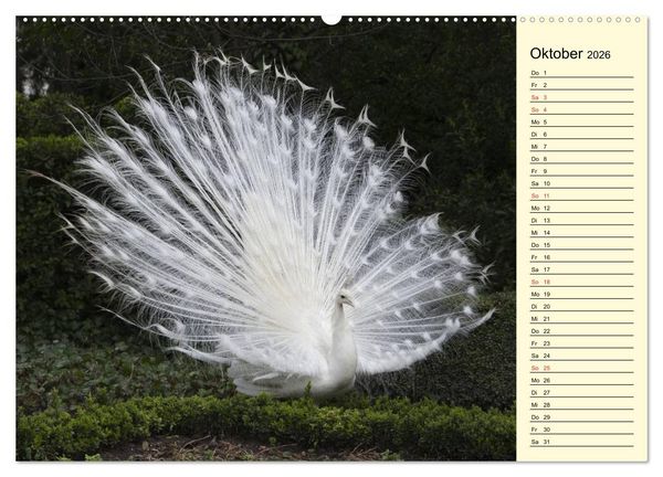 Produktbild: Pfaue. Pr&auml;chtig und schillernd (Wandkalender 2026 DIN A2 quer), CALVENDO Monatskalender