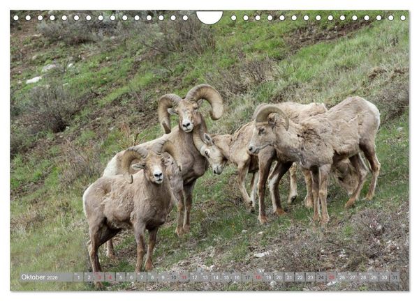 Produktbild: B&auml;r, Wolf und Co - Tiere Nordamerikas (Wandkalender 2026 DIN A4 quer), CALVENDO Monatskalender