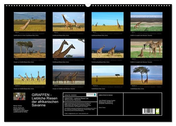 Produktbild: GIRAFFEN - Liebliche Riesen der afrikanischen Savanne (Wandkalender 2026 DIN A2 quer), CALVENDO Monatskalender