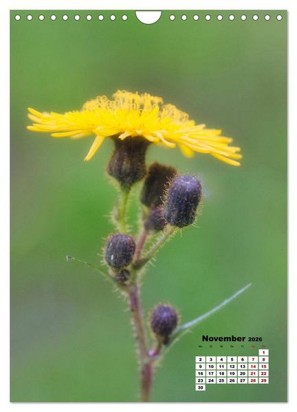 Produktbild: Spa&szlig; mit bunten Bl&uuml;mchen (Wandkalender 2026 DIN A4 hoch), CALVENDO Monatskalender