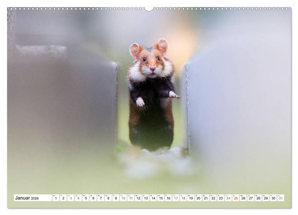 Produktbild: Herzige Feldhamster - farbenfrohe Nagetiere im st&auml;dtischen Lebensraum (hochwertiger Premium Wandkalender 2026 DIN A2 quer), Kunstdruck in Hochglanz