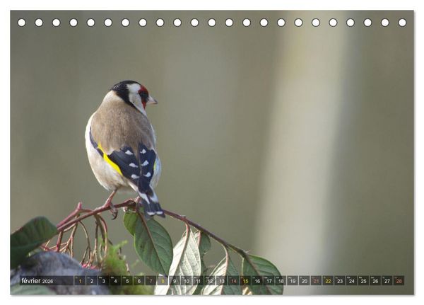Produktbild: Chardonnerets - Portraits d'une esp&egrave;ce &eacute;blouissante (Calendrier de bureau 2026 DIN A5 vertical), CALVENDO calendrier mensuel