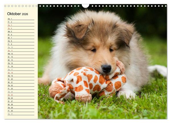Produktbild: Collie - Mein bester Freund (Wandkalender 2026 DIN A3 quer), CALVENDO Monatskalender