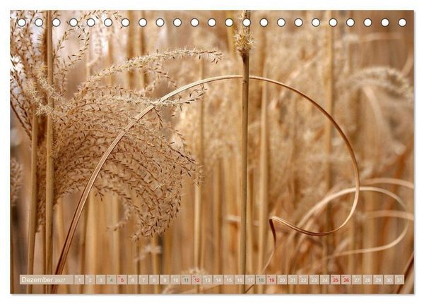 Produktbild: Faszinierende Pflanzenwelt (Tischkalender 2027 DIN A5 quer), CALVENDO Monatskalender