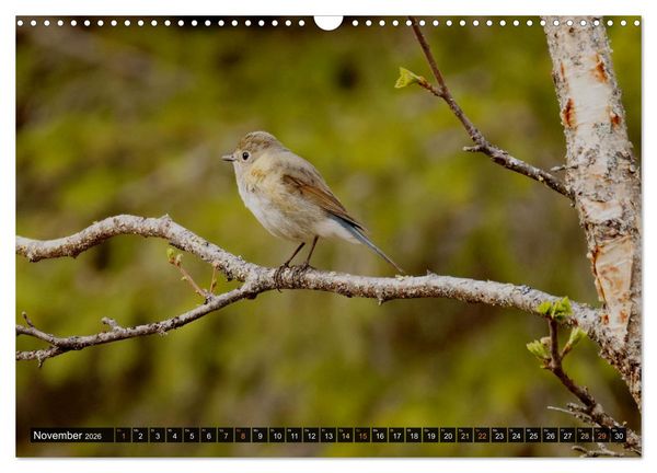 Produktbild: Die grandiose Tierwelt von Finnland (Wandkalender 2026 DIN A3 quer), CALVENDO Monatskalender
