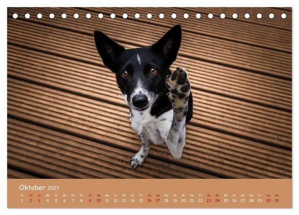 Produktbild: Border Collie Kalender &ndash; Ausdrucksstarke Close-up-Portraits durch die Jahreszeiten (Tischkalender 2027 DIN A5 quer), CALVENDO Monatskalender