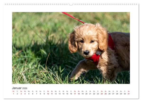 Produktbild: Mini Goldendoodle - Gl&uuml;ck ist ein Hund (hochwertiger Premium Wandkalender 2026 DIN A2 quer), Kunstdruck in Hochglanz