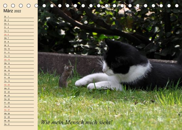 Produktbild: Unsere Katzen. Wie sie wirklich sind! (Tischkalender 2022 DIN A5 quer)