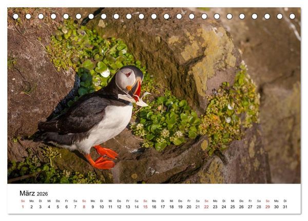 Produktbild: Papageitaucher: Puffin - Lundi - Fratercula arctica (Tischkalender 2026 DIN A5 quer), CALVENDO Monatskalender