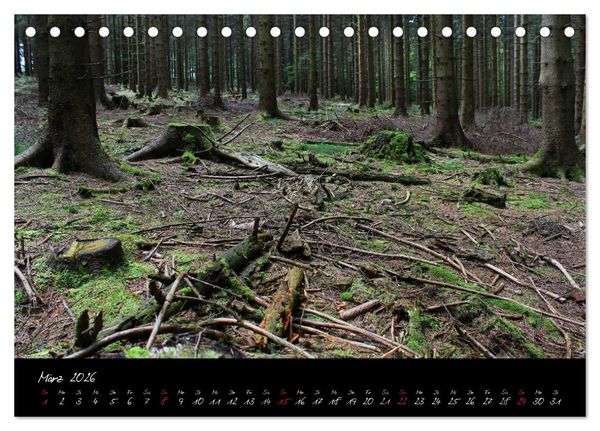 Produktbild: Wald (Tischkalender 2026 DIN A5 quer), CALVENDO Monatskalender