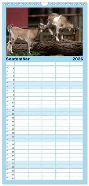 Produktbild: Familienplaner 2026 - Zwergziegen mit 5 Spalten (Wandkalender, 21 x 45 cm) CALVENDO
