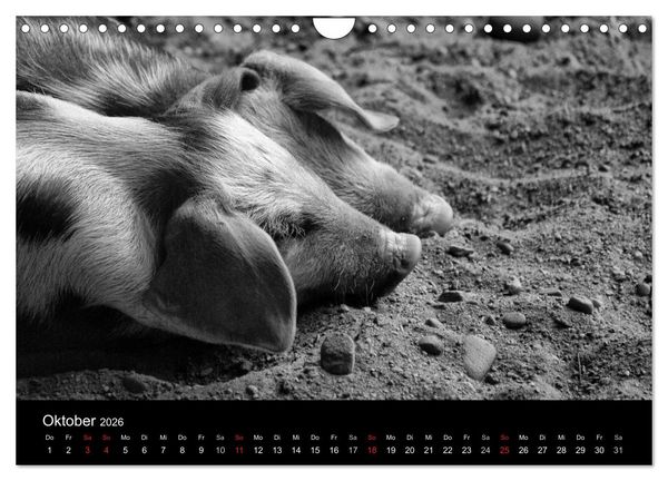 Produktbild: Das Leben der Schweine (Wandkalender 2026 DIN A4 quer), CALVENDO Monatskalender