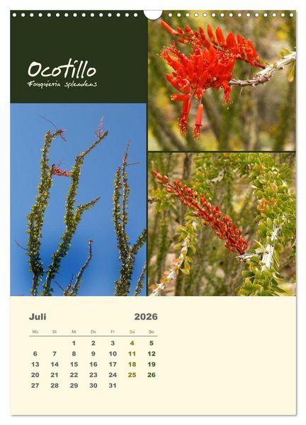 Produktbild: Kakteen der US-S&uuml;dweststaaten (Wandkalender 2026 DIN A3 hoch), CALVENDO Monatskalender