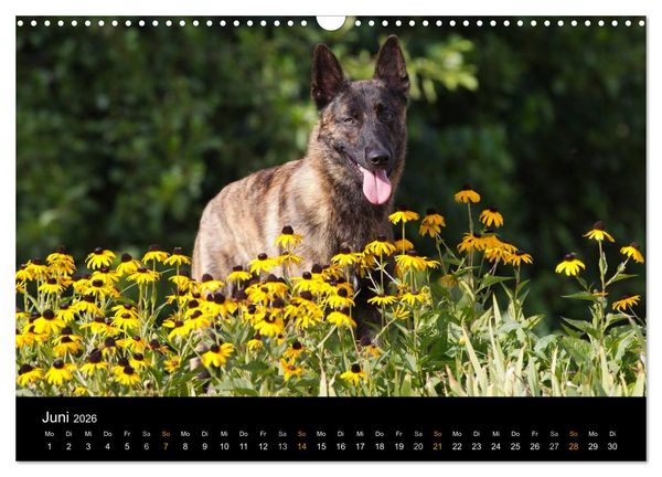 Produktbild: Holl&auml;ndischer Sch&auml;ferhund (Wandkalender 2026 DIN A3 quer), CALVENDO Monatskalender