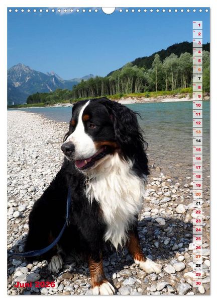 Produktbild: B&Auml;R - Der Berner Sennenhund (Wandkalender 2026 DIN A3 hoch), CALVENDO Monatskalender