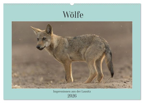 Produktbild: W&ouml;lfe, Impressionen aus der Lausitz (Wandkalender 2026 DIN A2 quer), CALVENDO Monatskalender